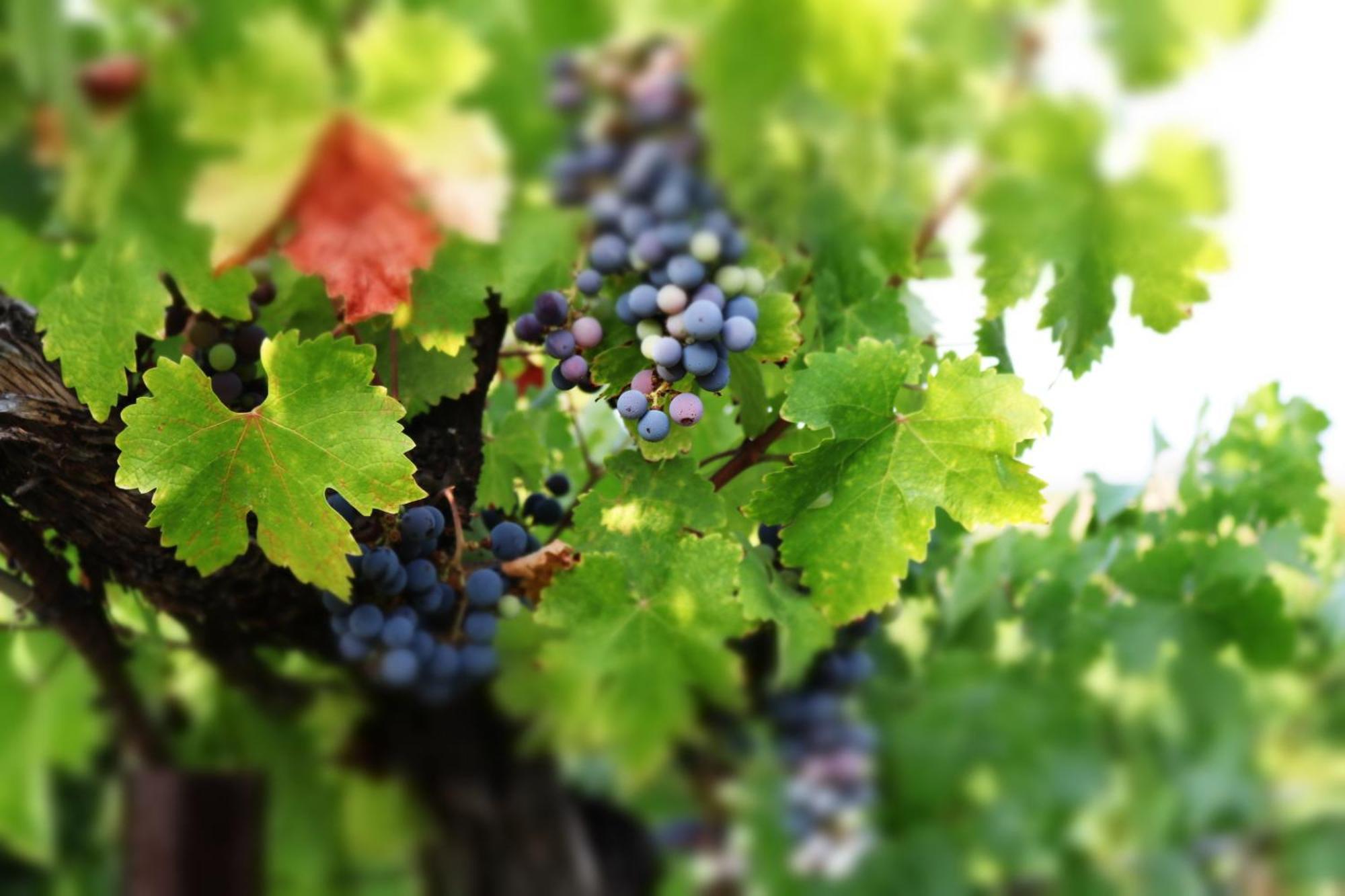 Churon Inn Winery Темекула Экстерьер фото
